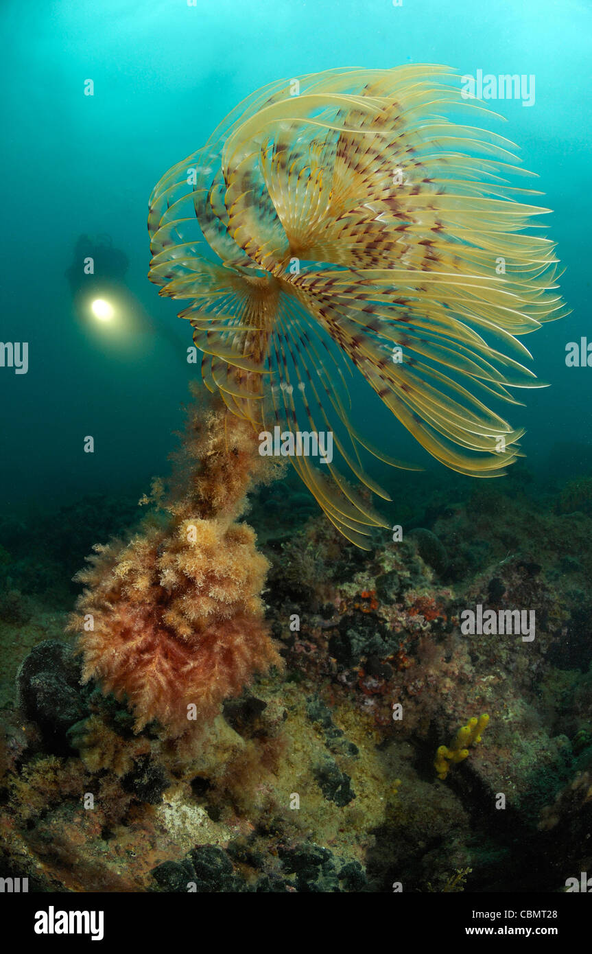 Staubwedel Wurm und Taucher, Spirographis Spallanzani, Piran, Adria, Slowenien Stockfoto