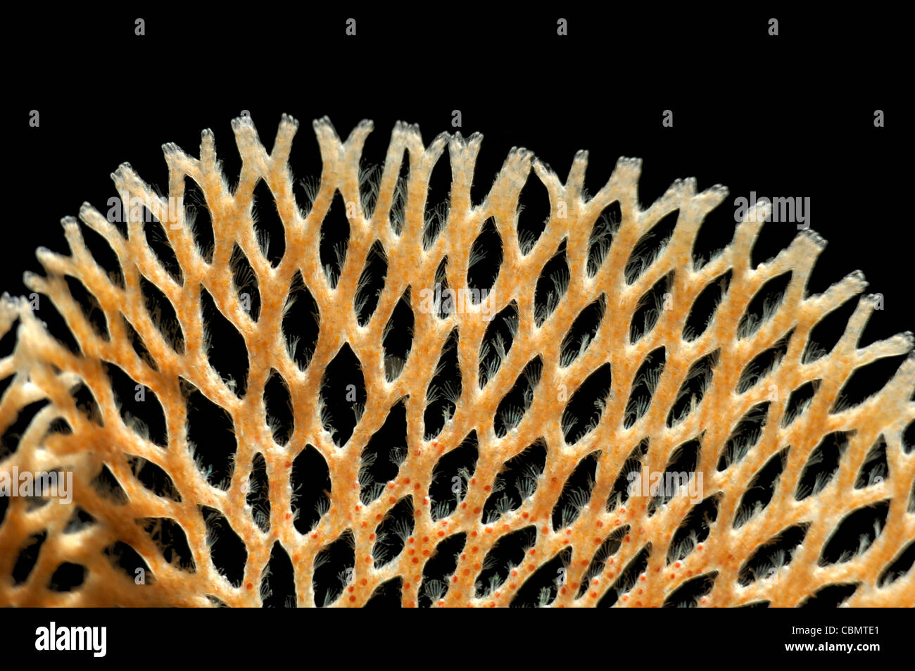 Nahaufnahme von Neptun Bryozoan Net Koralle, Reteporella Couchii, Piran, Adria, Slowenien Stockfoto