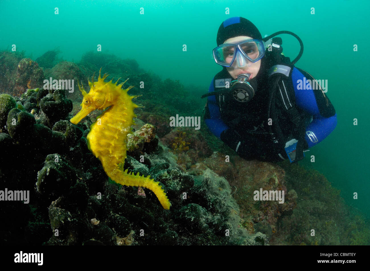 Lang-snouted Seepferdchen und Taucher, Hippocampus Guttulatus, Piran, Adria, Slowenien Stockfoto