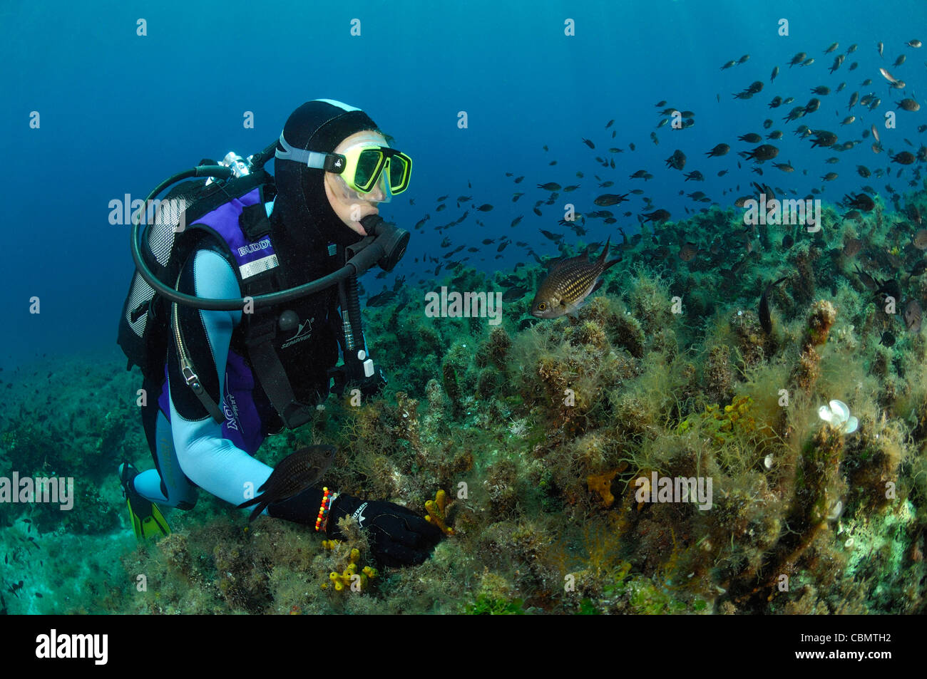 Schule des Mittelmeers Riffbarsche, Chromis Chromis, Insel Pag, Adria, Kroatien Stockfoto
