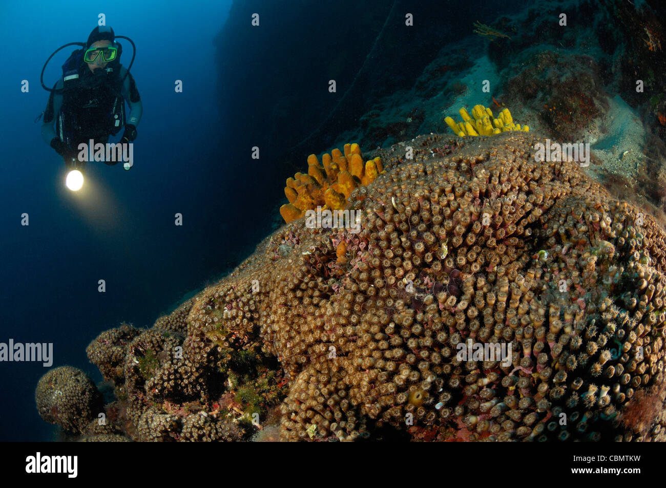 Kolonie von Stein Korallen, Cladocora Cespitosa, Insel Pag, Adria, Kroatien Stockfoto