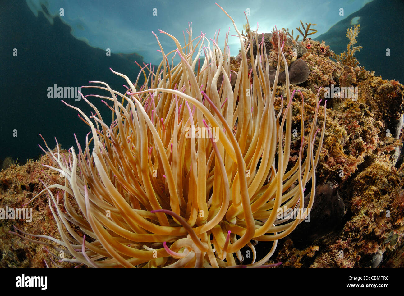Snakelocks Anemone, Anemonia Sulcata, Piran, Adria, Slowenien Stockfoto