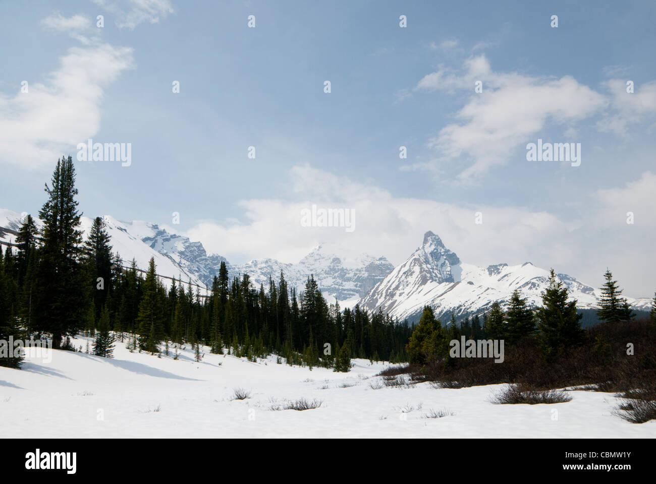 Rocky Mountains und Wald im Schnee, in der Nähe von Icefields Center, Icefields Parkway, Jasper, Alberta, Kanada Stockfoto