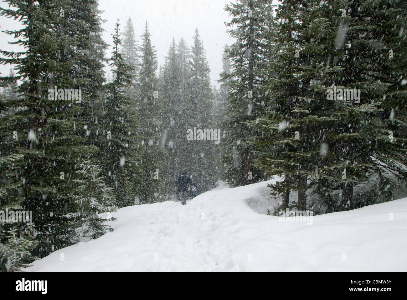 Weg durch Schnee im Pinienwald, Peyto Lake Icefields Parkway, Alberta, Kanada Stockfoto