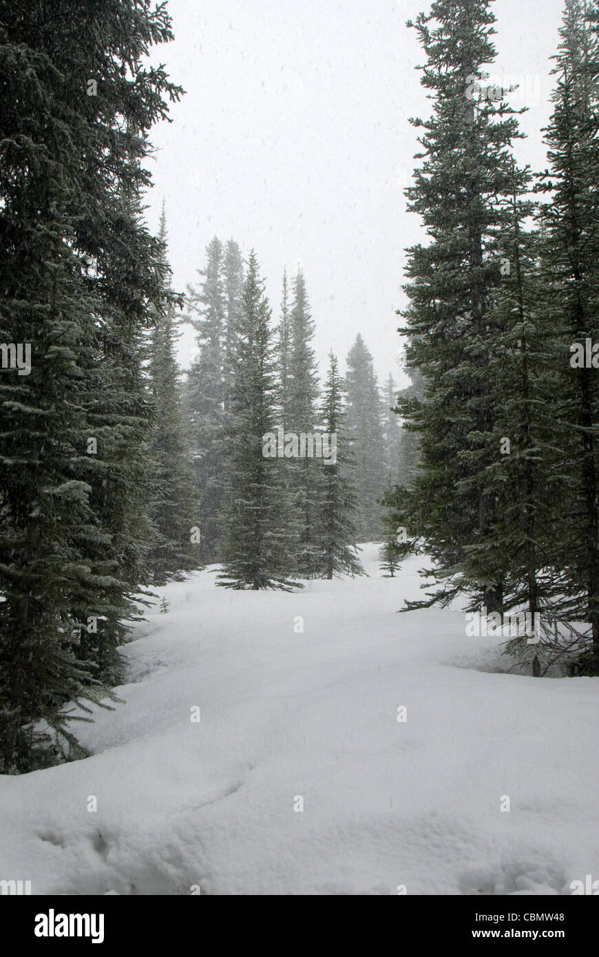 Weg durch Schnee im Pinienwald, Peyto Lake Icefields Parkway, Alberta, Kanada Stockfoto