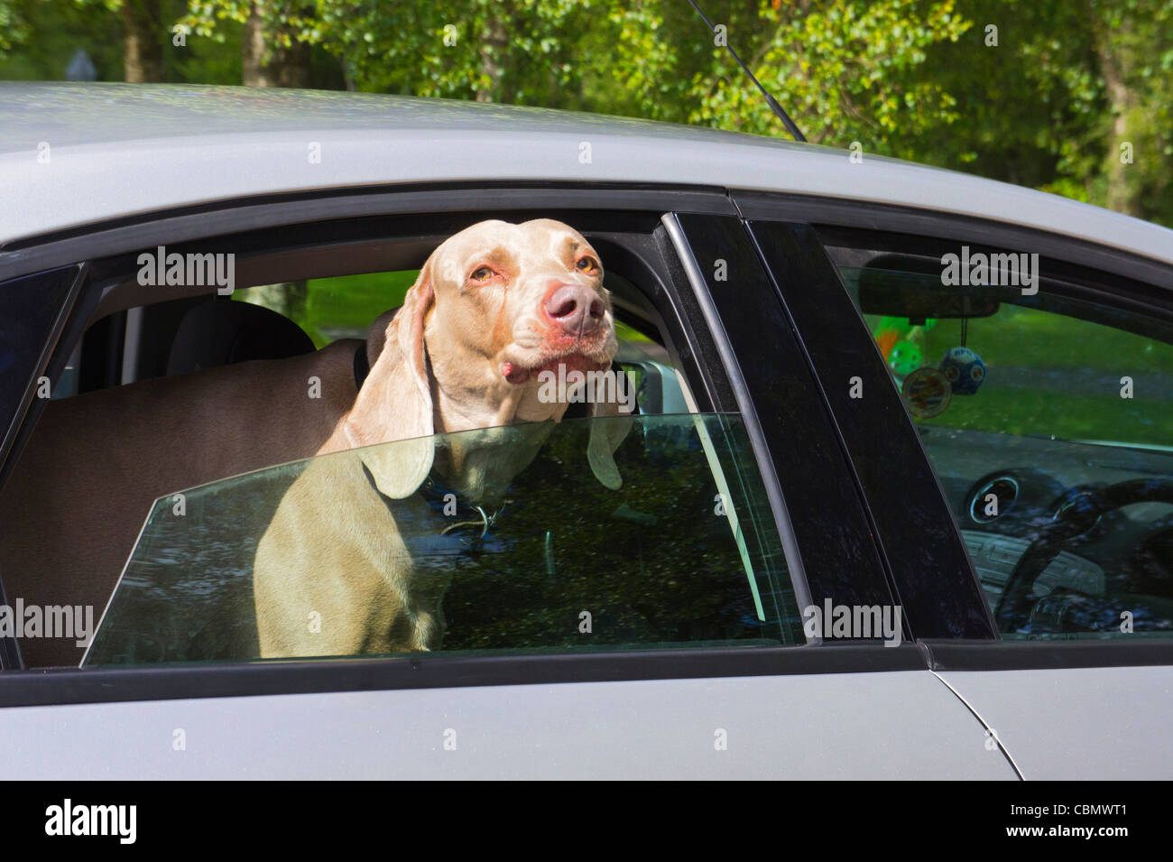 Bewachenden Hund Auto Stockfoto