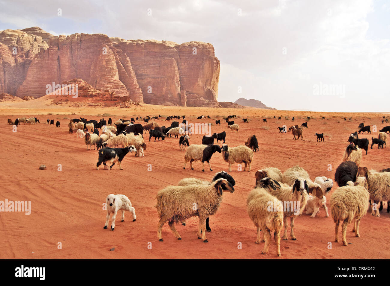 Herde von Beduinen Schafe und Ziegen in der Wüste Wadi Rum Stockfoto