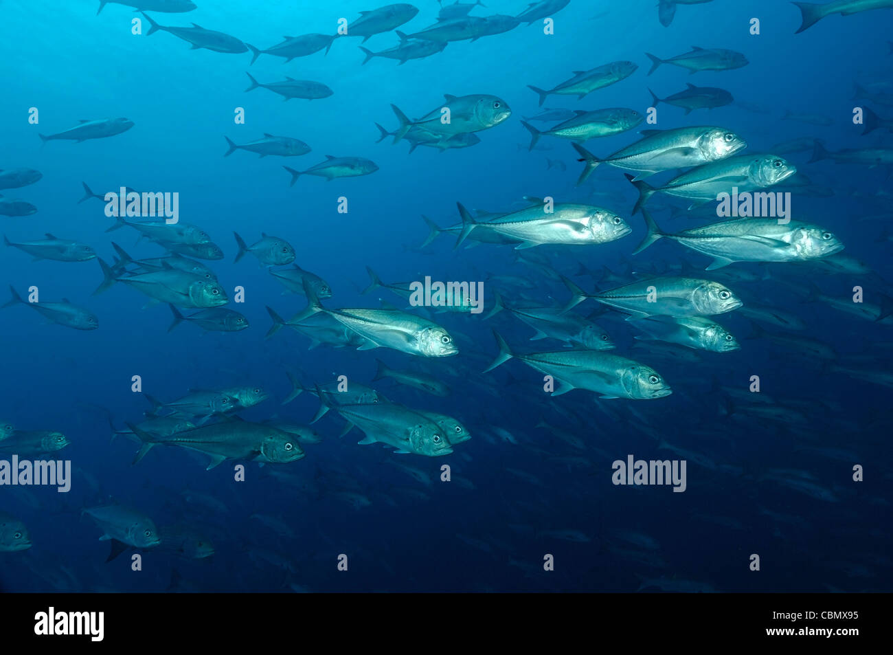 Fischschwarm von Bigeye Trevally Caranx Sexfasciatus, Banco Hannibal, Ost Pazifik, Panama Stockfoto