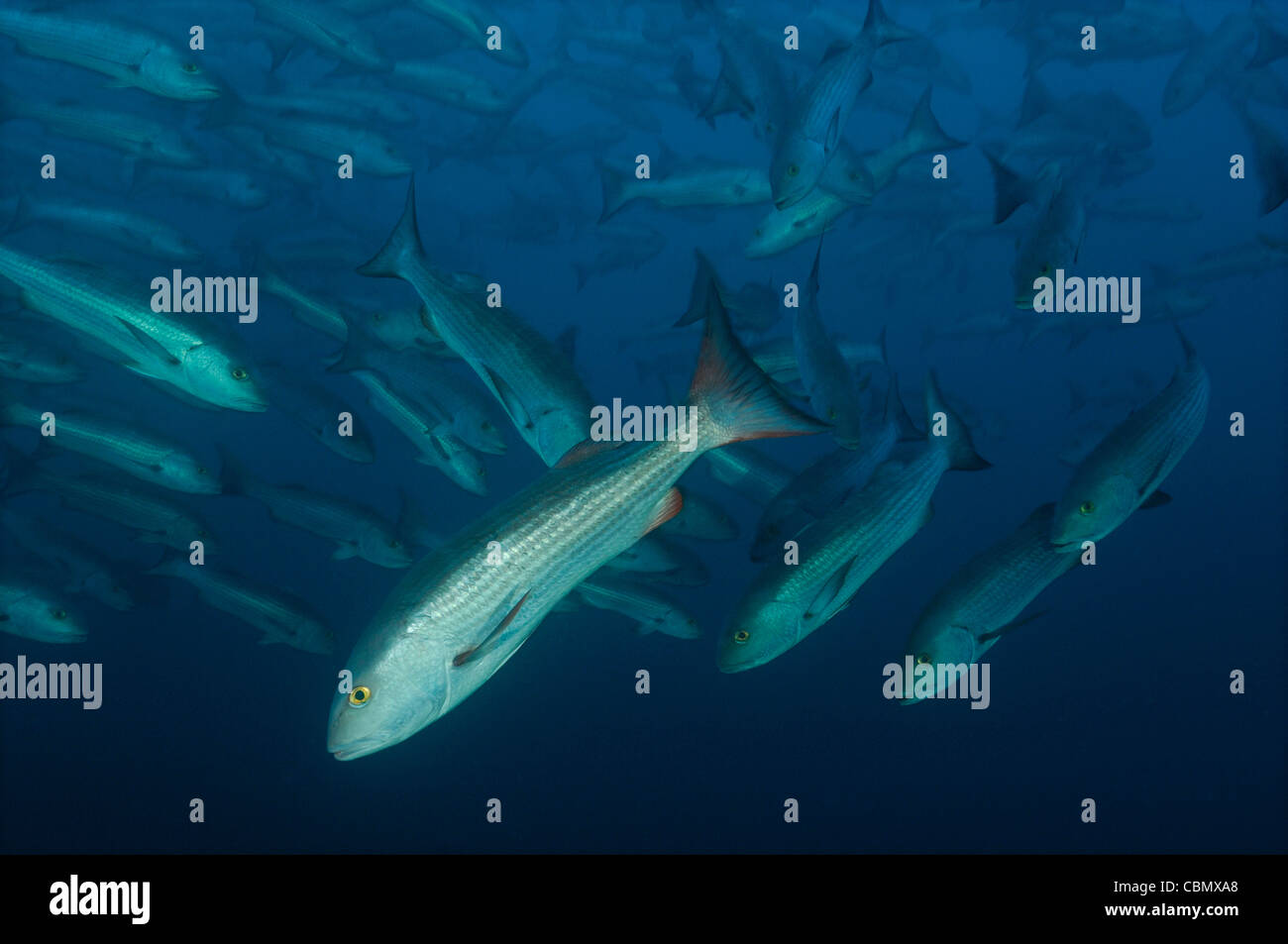 Fischschwarm von Jordans Snapper Lutjanus Jordani, Banco Hannibal, Ost Pazifik, Panama Stockfoto