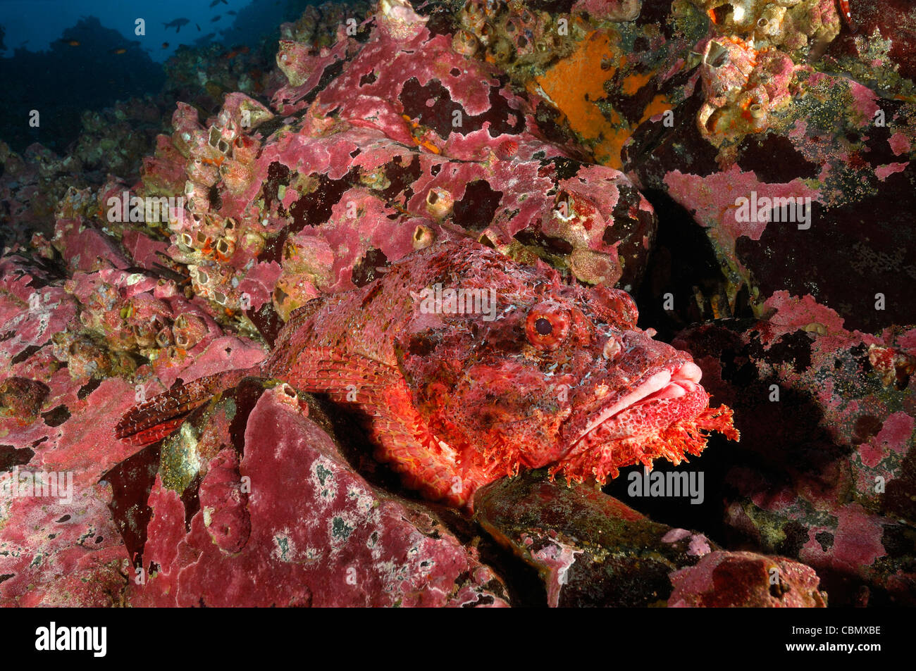 Scorpianfish, Scorpaena Mystes, Insel Malpelo, Pazifik, Kolumbien Stockfoto