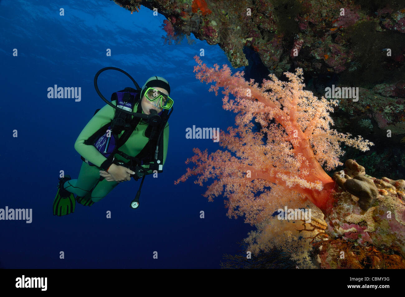Scuba Diver auf Soft Coral Reef, Dendronephthya Klunzingeri, Elphinstone, Rotes Meer, Ägypten Stockfoto