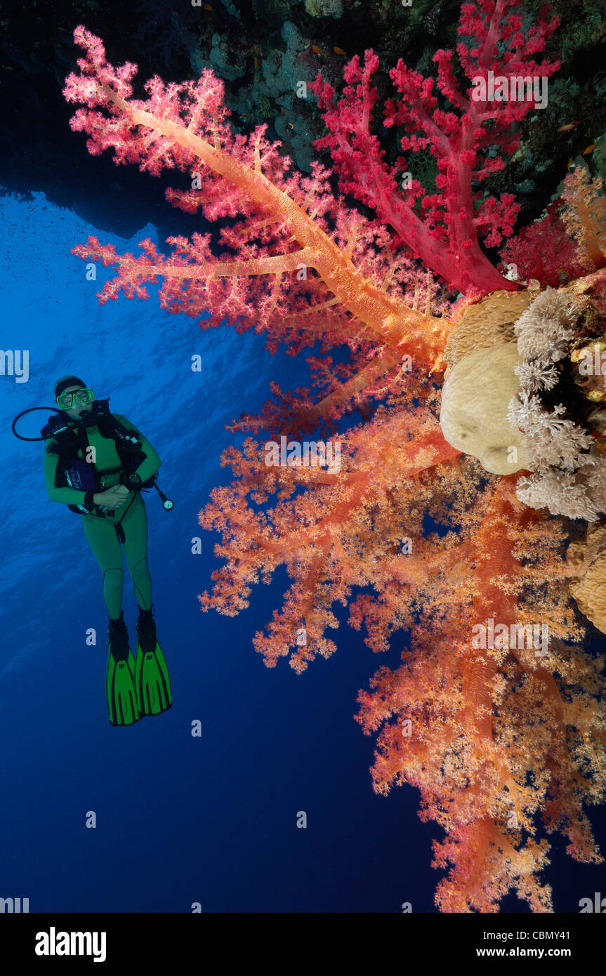 Scuba Diver auf Soft Coral Reef, Dendronephthya Klunzingeri, Elphinstone, Rotes Meer, Ägypten Stockfoto