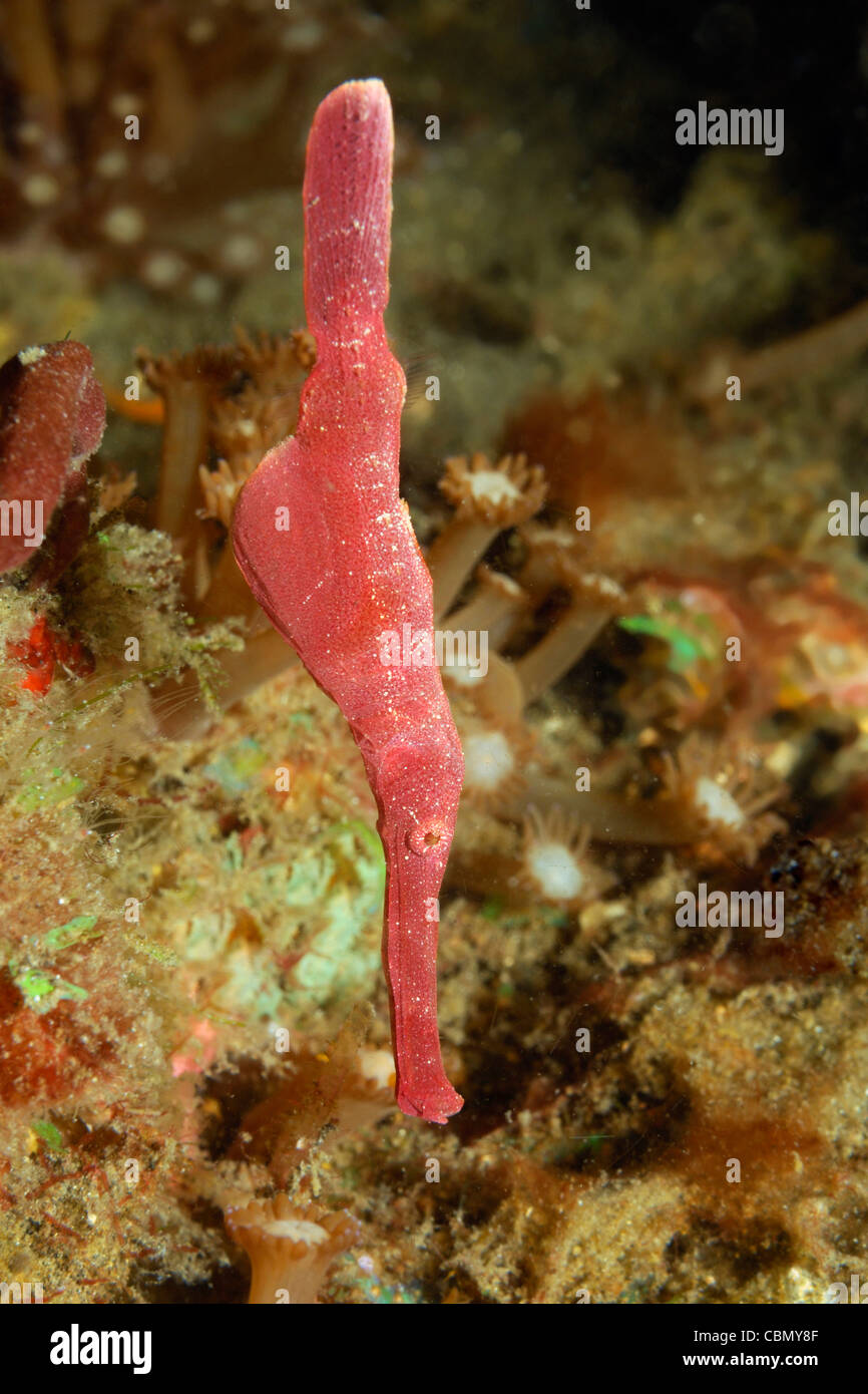Roter samt-Geisterpfeifenfische, Solenostomus SP., Lembeh Strait, Nord-Sulawesi, Indonesien Stockfoto