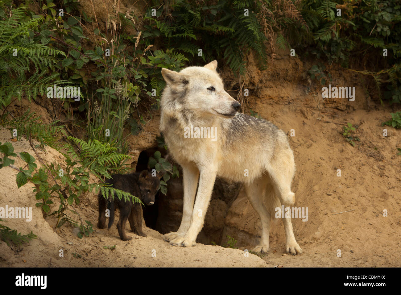 Großbritannien, England, Bedfordshire, Woburn Safari Park, weibliche Iberaina Wolf Canis Lupus Signatus und Cub am Eingang der Höhle Stockfoto