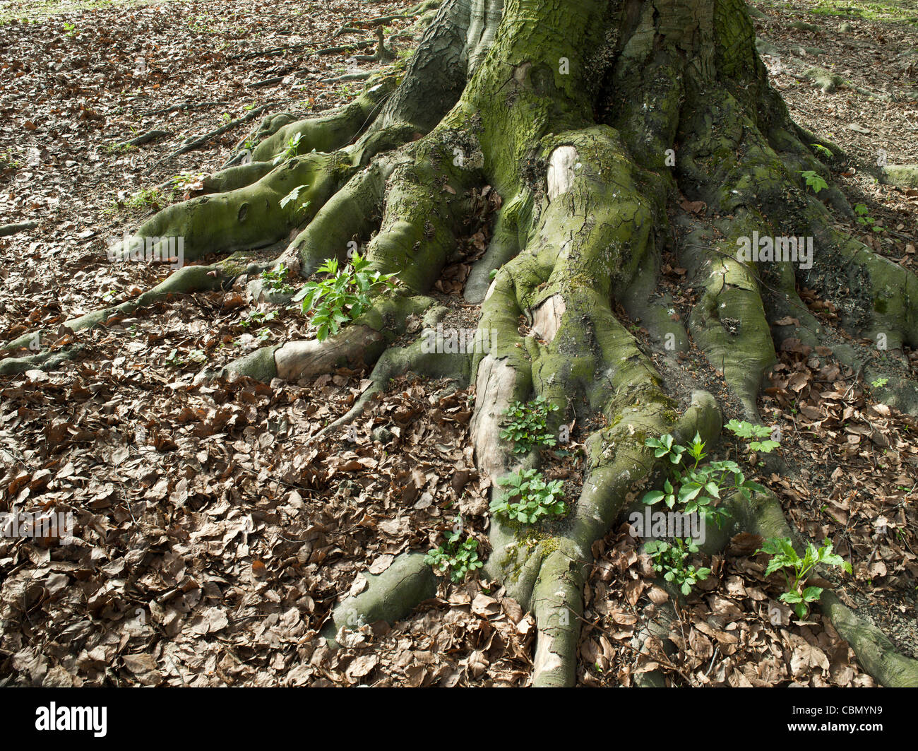 Masse Wurzelwerk eines Baumes Stockfoto