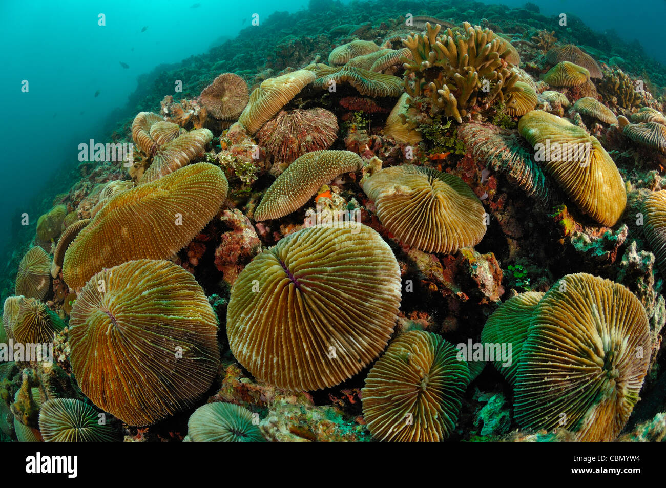 Herrliche Anemone im Korallenriff, Heteractis Magnifica, Lembeh Strait, Nord-Sulawesi, Indonesien Stockfoto