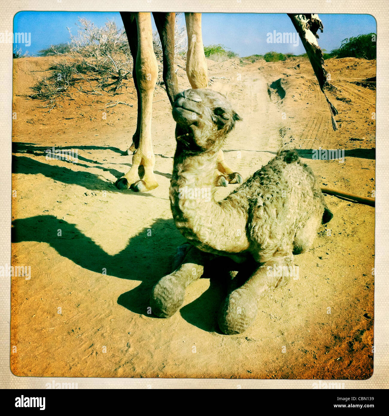 Baby Kamelhaar und seine Mutter im Sand in der Nähe von Lughaya, Somaliland Stockfoto