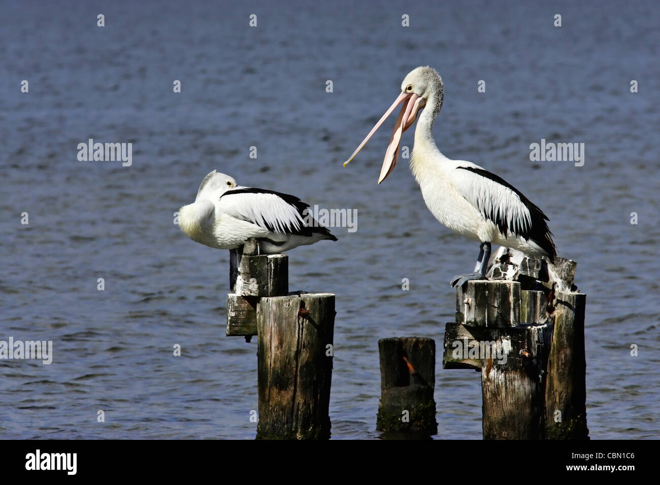 Australische rosa Pelikane (Pelicanus Conspicillatus) auf Holzmasten Stockfoto