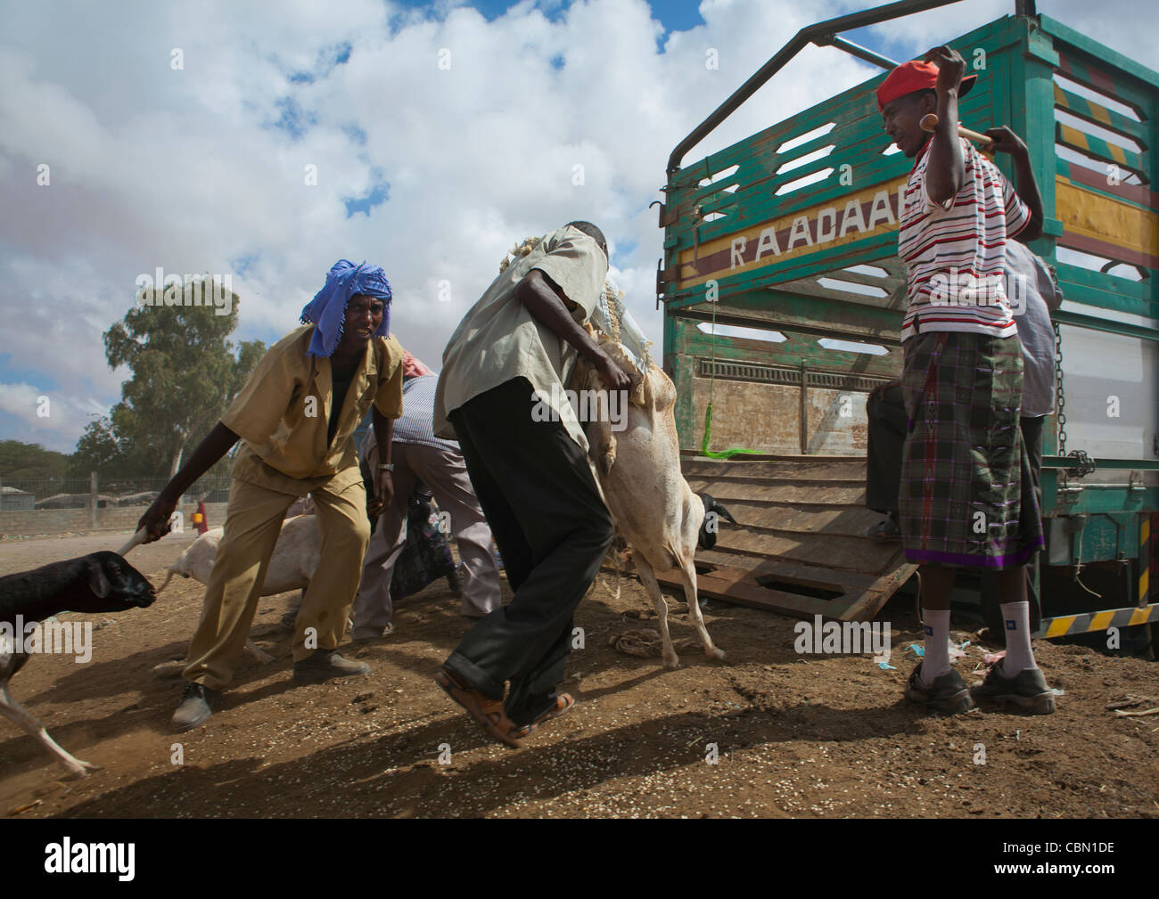 Viehmarkt In Hargeisa setzen Schafe In der LKW-Somaliland Stockfoto