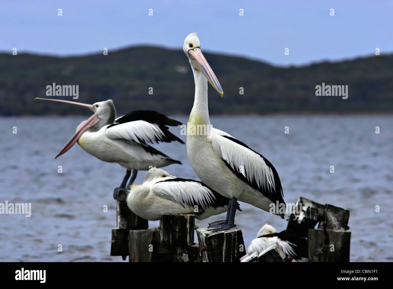 Australische rosa Pelikane (Pelicanus Conspicillatus) auf Holzmasten Stockfoto