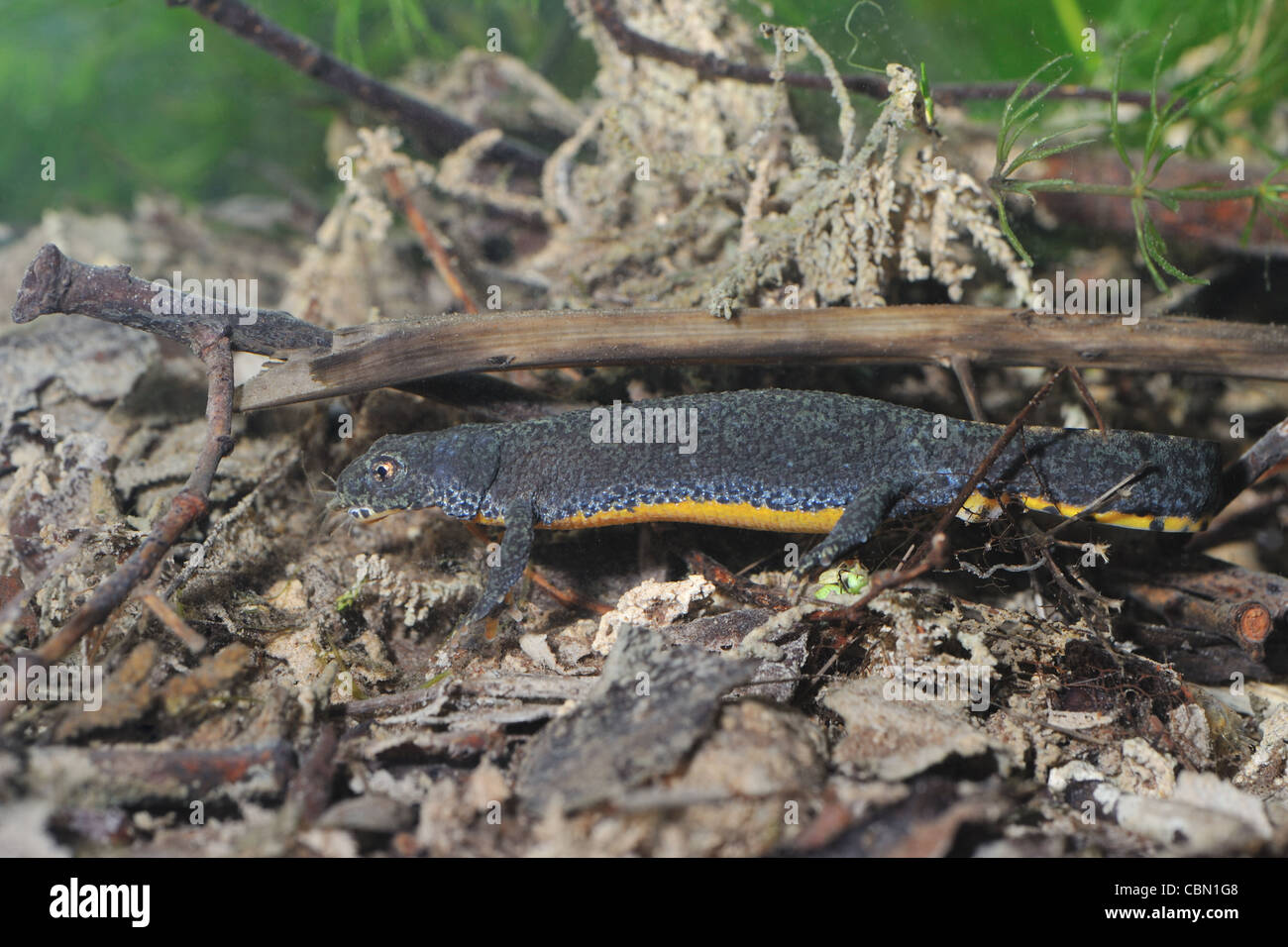 Bergmolch (Triturus Alpestris) weiblich Essen ein Gammarus Garnelen (Süßwasser Garnelen) Unterwasser im Frühling Stockfoto