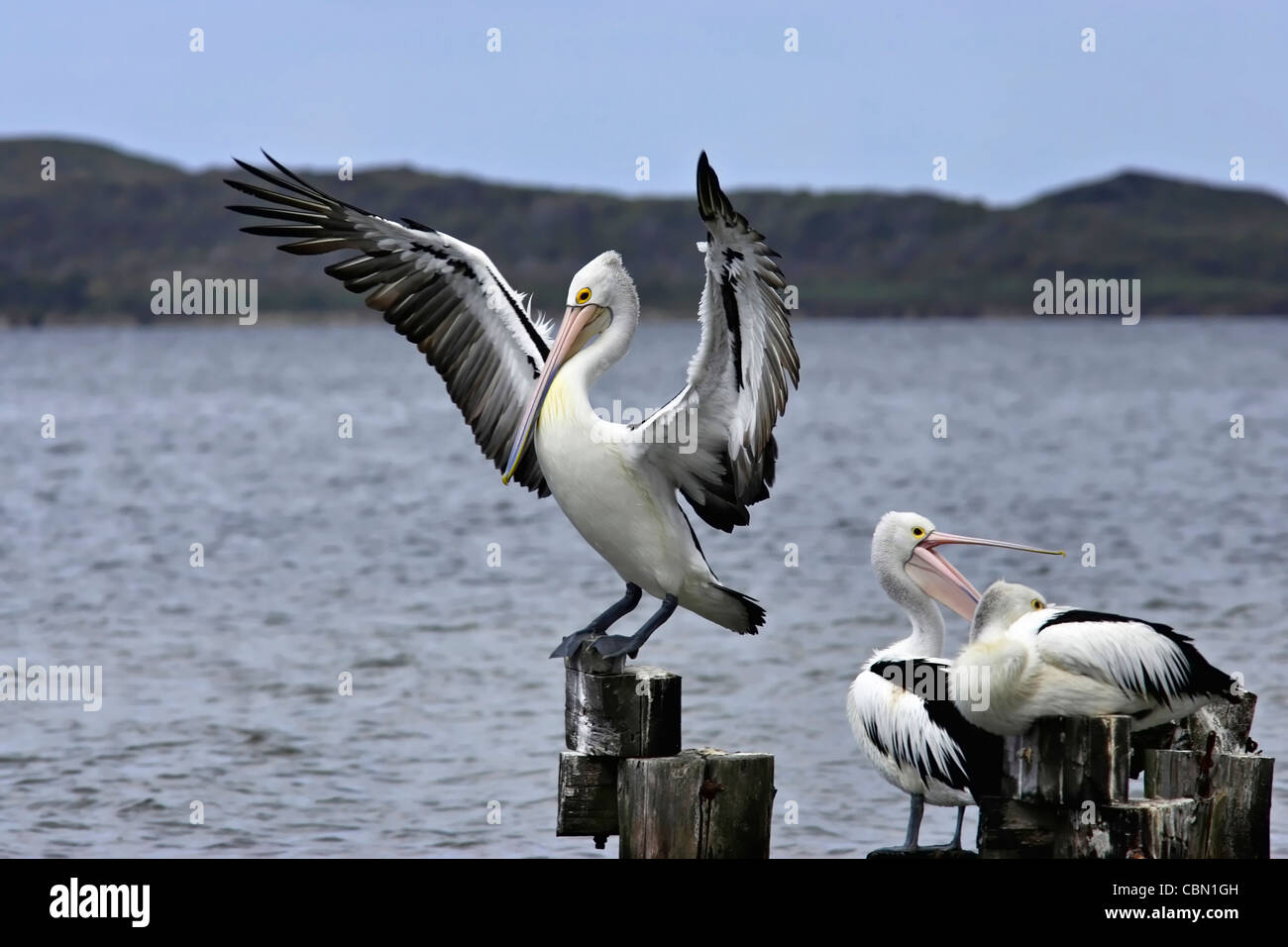 Australische rosa Pelikane (Pelicanus Conspicillatus) auf Holzmasten Stockfoto