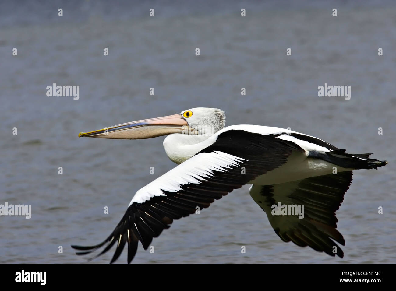 Australische rosa Pelikane (Pelicanus Conspicillatus) auf Holzmasten Stockfoto