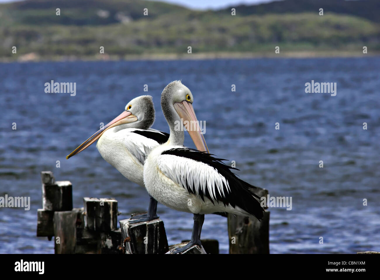 Australische rosa Pelikane (Pelicanus Conspicillatus) auf Holzmasten Stockfoto
