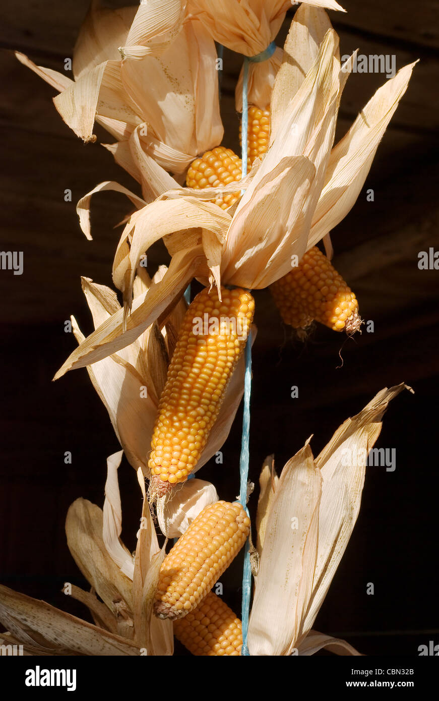 Geernteten Mais mit Schale trocknen im Herbst Sunshine Stockfoto