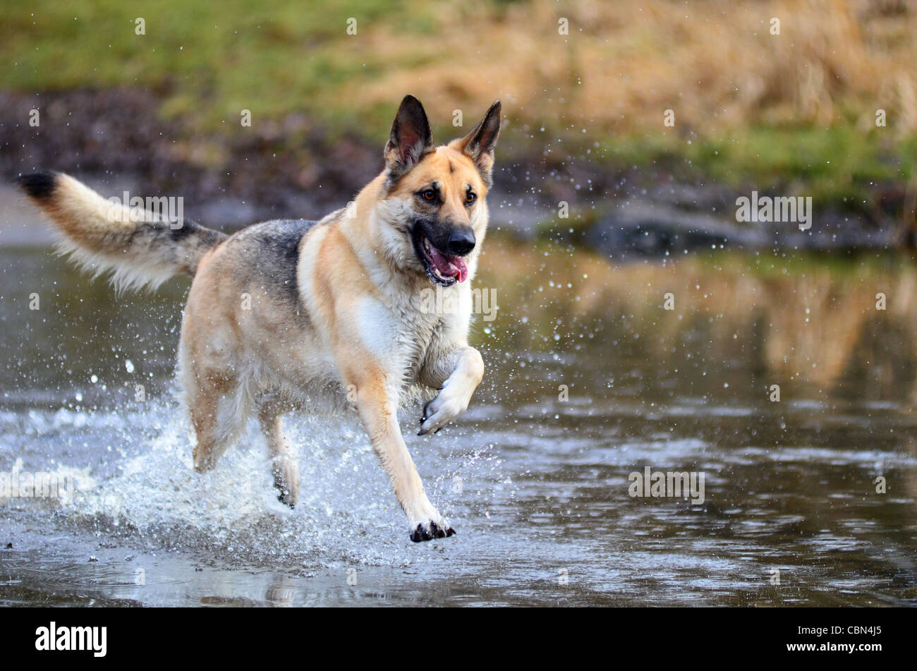 Deutscher Schäferhund durch Wasser laufen. Elsässische Hund durch Wasser plantschen Stockfoto