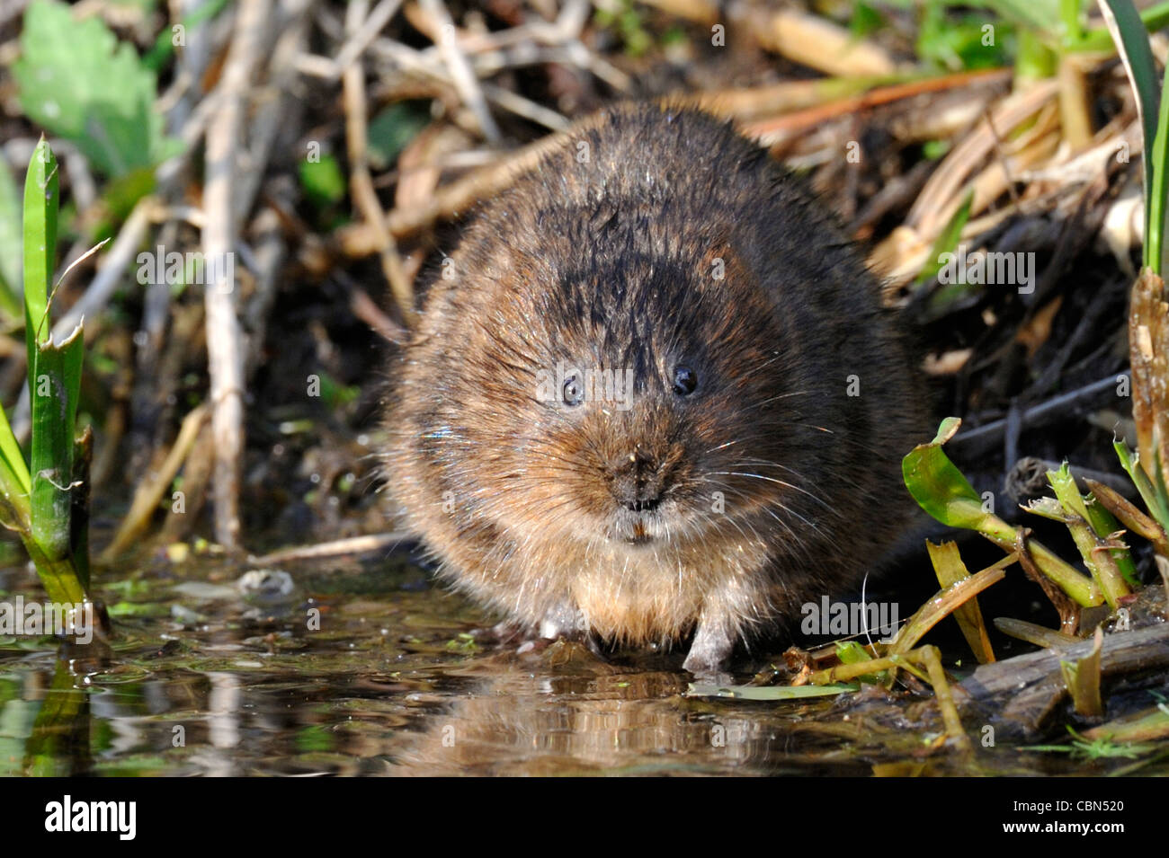 Schermaus (Arvicola Amphibius) Stockfoto