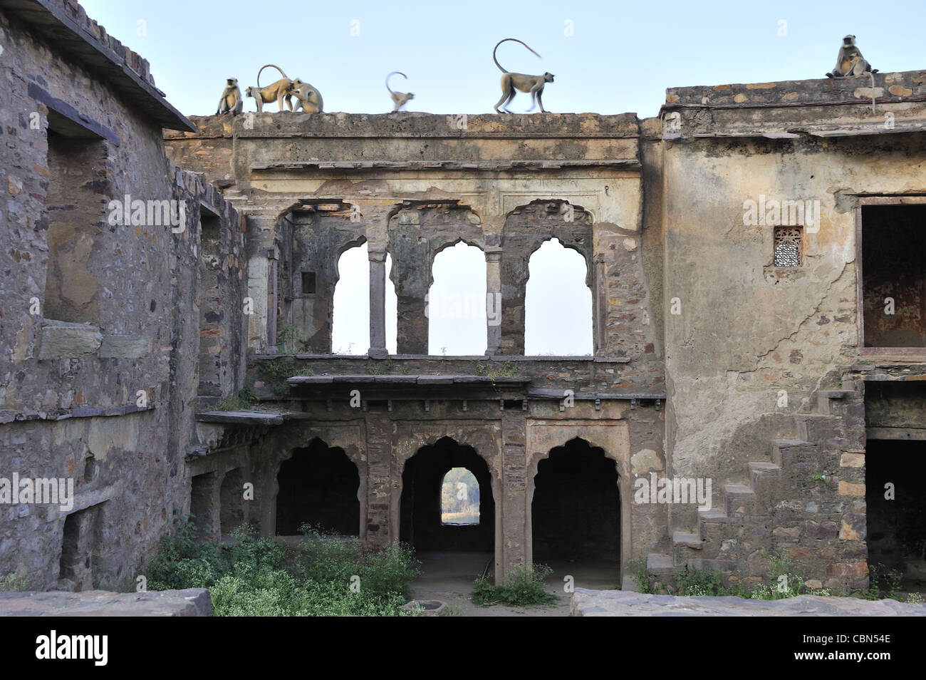 Eine Ruine mit Affen in Ranthambhor Fort, Rajasthan, Indien Stockfoto