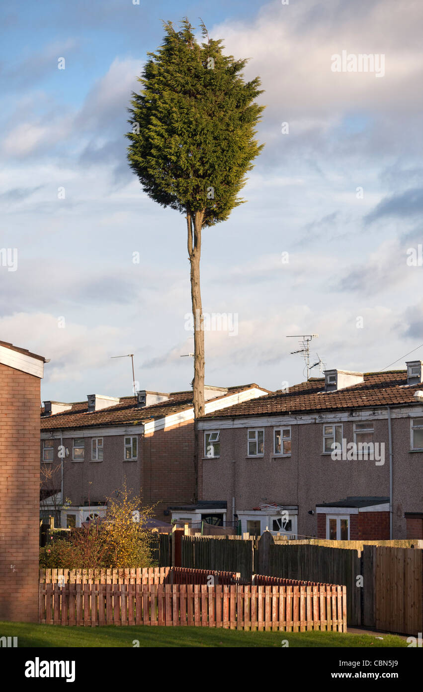 Ein Leylandi Baum unkontrolliert gewachsen und eine schwere Schnittverletzung wieder auf eine Wohnsiedlung in Birmingham, England. Stockfoto