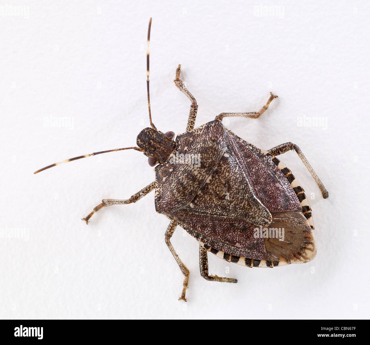 Braun Marmorated Gestank Bug Stockfoto