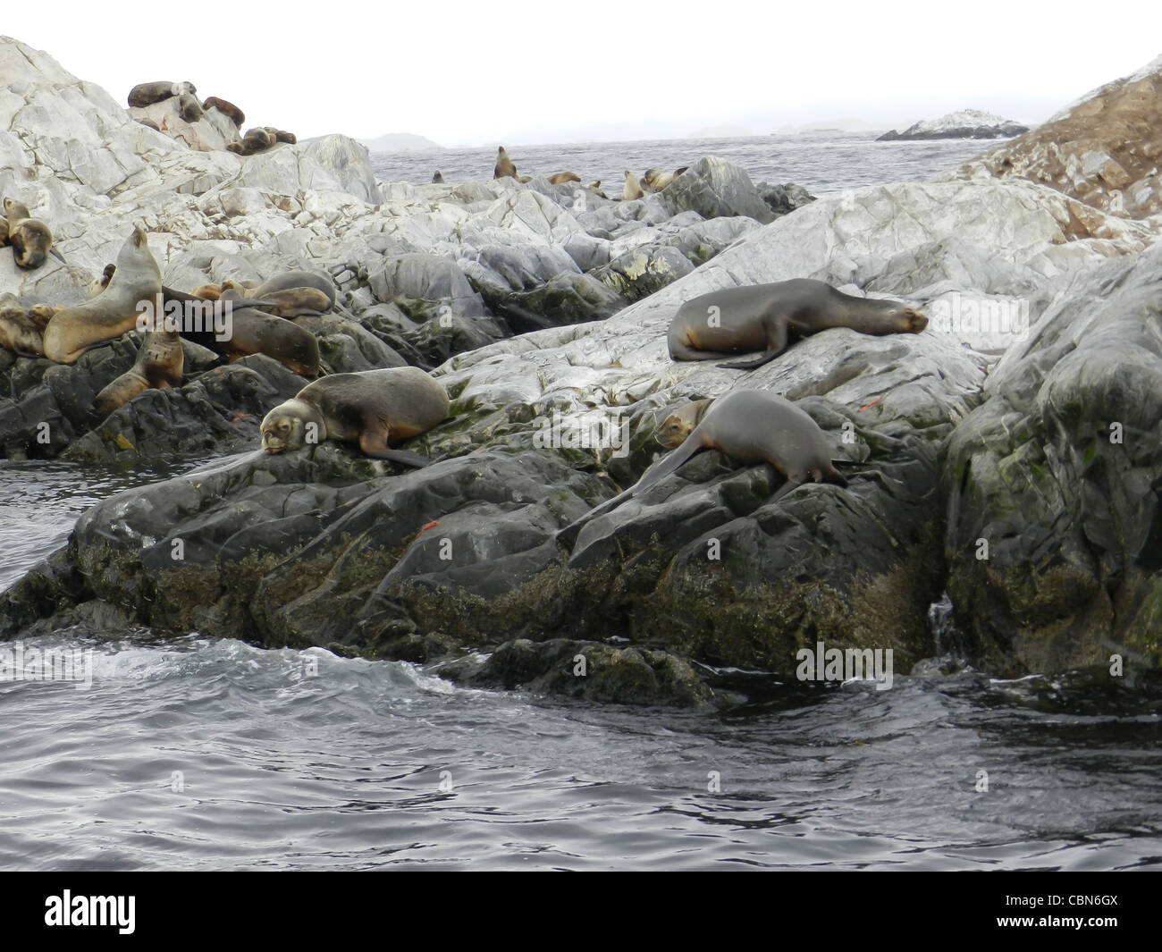 Dichtungen-Elefanten von Feuerland in Argentinien Stockfoto