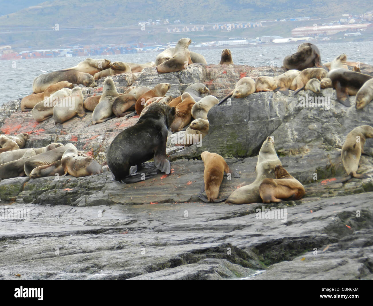 Dichtungen-Elefanten von Feuerland in Argentinien Stockfoto