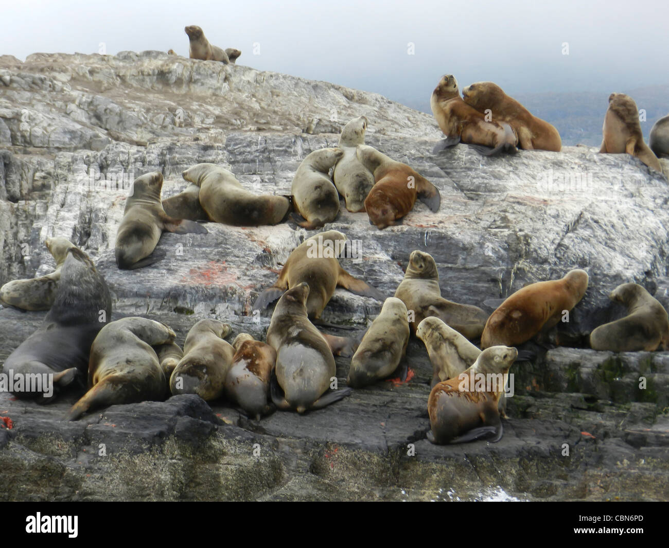 Dichtungen-Elefanten von Feuerland in Argentinien Stockfoto