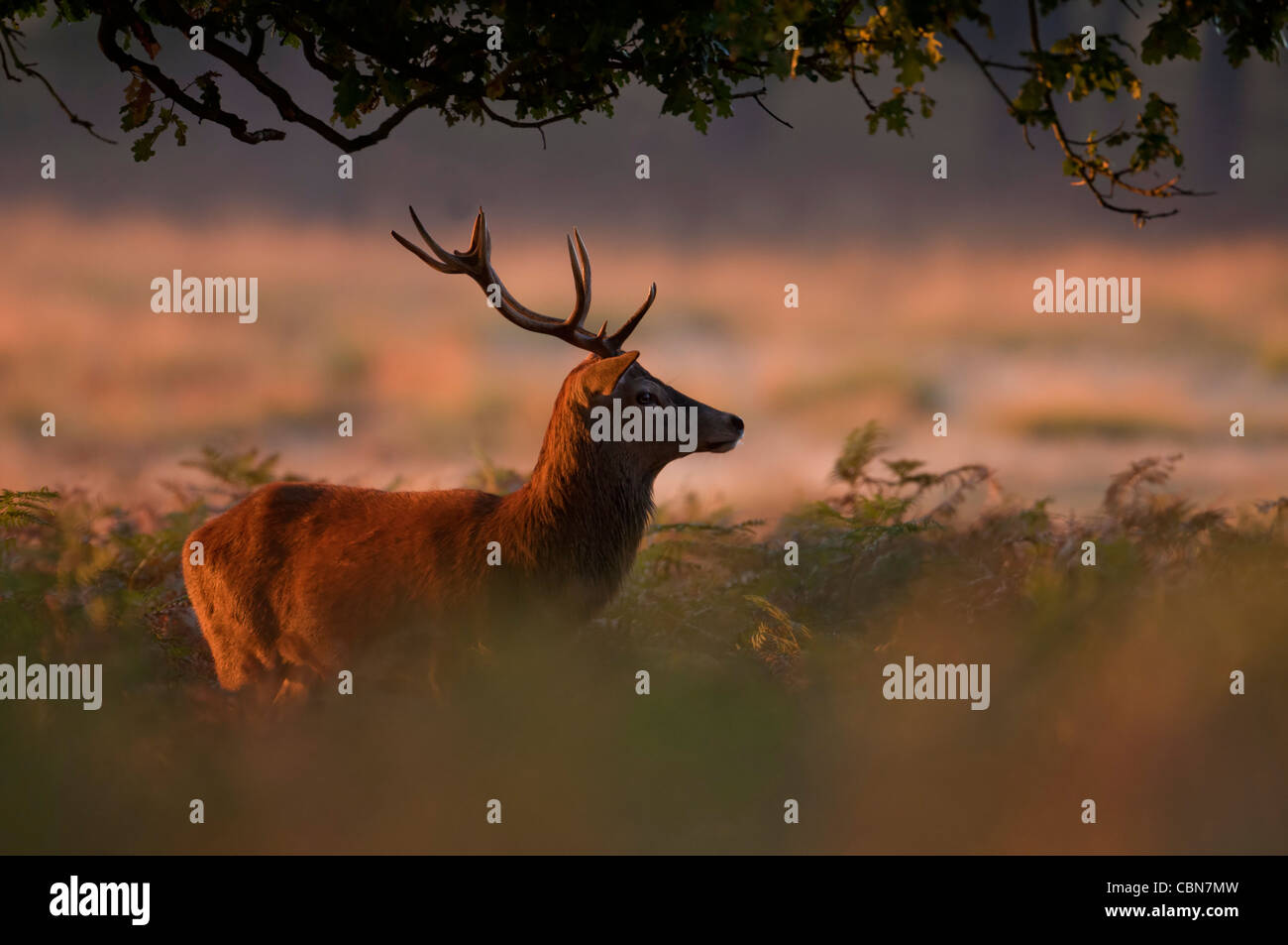 Rothirsch (Cervus Elaphus) Hirsch bei Sonnenaufgang während der BRUNFT im RICHMOND PARK Stockfoto
