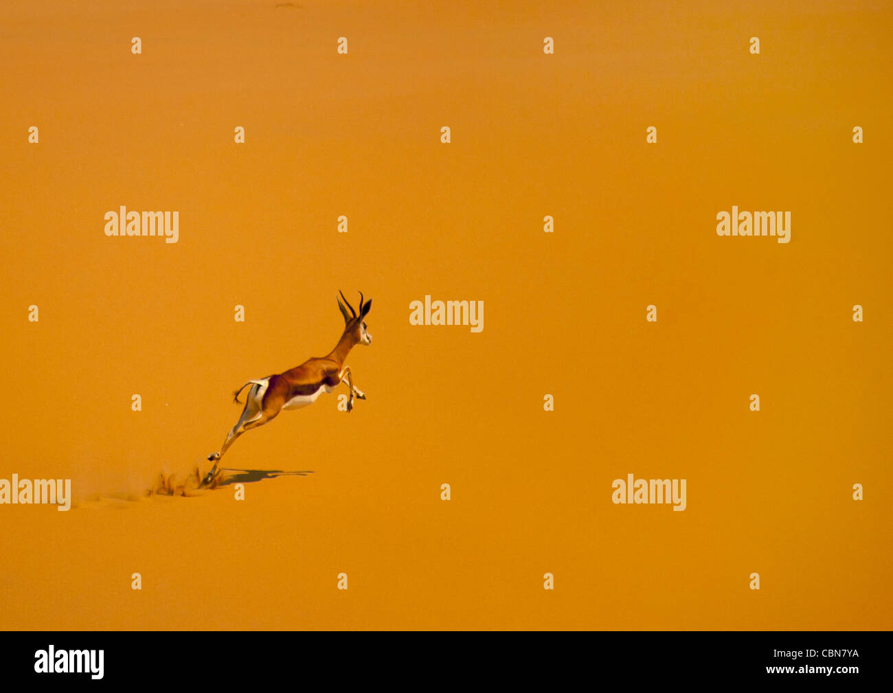 Springbok springen, Namib-Wüste, Angola Stockfoto