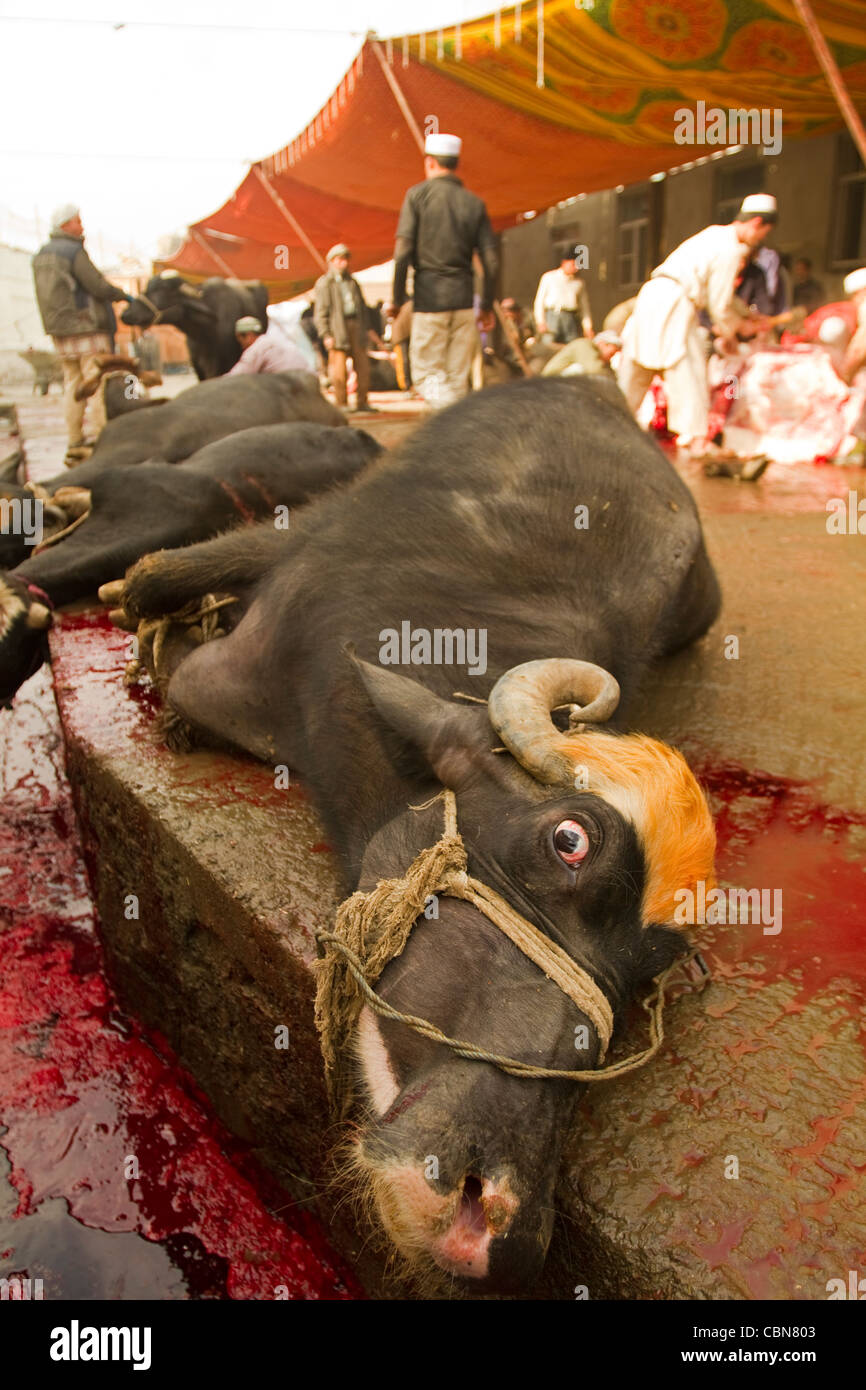 Metzger töten Rinder für im Fest des Opfers Kabul-Afghanistan Stockfoto