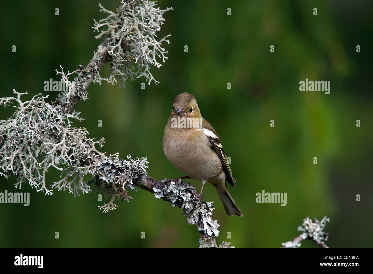 Buchfinken (Fringilla Coelebs) weibliche thront auf Zweig bedeckt mit Flechten, Schweden Stockfoto
