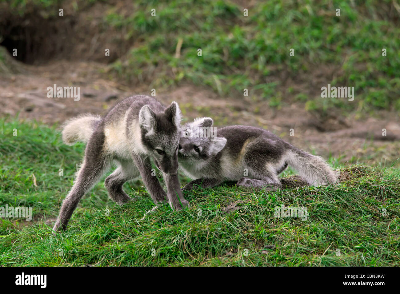 Polarfuchs (Vulpes Lagopus / Alopex Lagopus) jungen spielen kämpfen an Den in der Tundra im Sommer, Lappland, Schweden Stockfoto