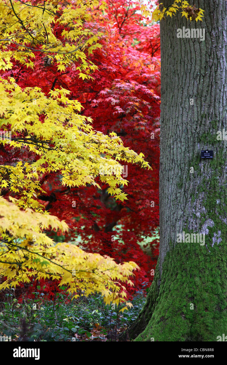 Licht und rot gelb grüne Blätter von Ahorn oder Acer Bäume im Herbst im Westonbirt Arboretum, Gloucestershire, England Stockfoto