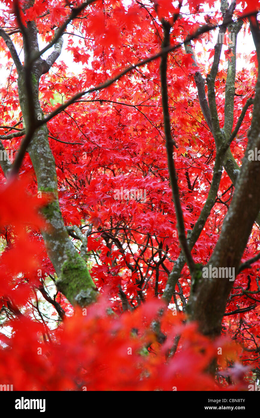 Rote Blätter von Ahorn oder Acer Bäume im Herbst im Westonbirt Arboretum, Gloucestershire, England Stockfoto