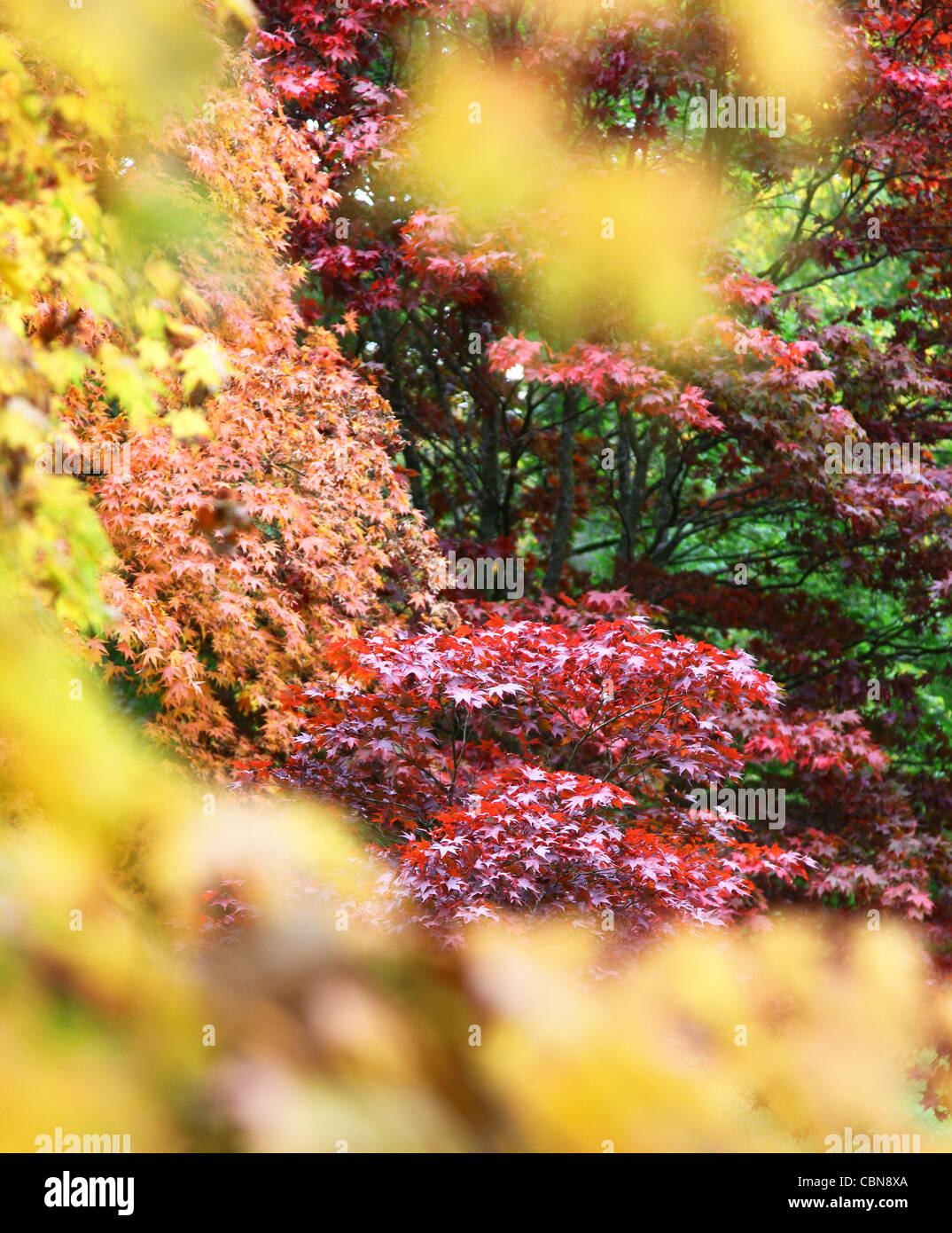 Rot, gelb, violett und Licht grüne Blätter von Ahorn oder Acer Bäume im Herbst im Westonbirt Arboretum, Gloucestershire, England Stockfoto