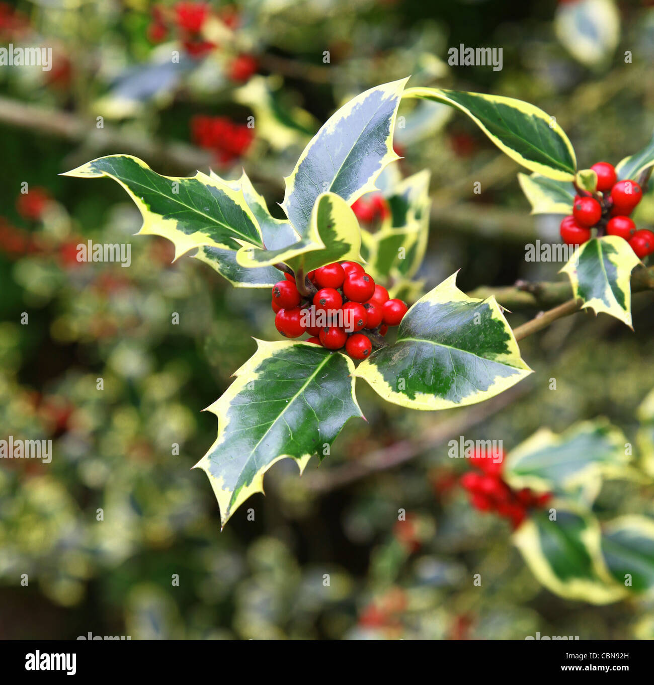 Rote Beeren und gelbe und grüne Blätter einer variegierten Stechpalme, Ilex aquifolium „Madame Briot“, England, Vereinigtes Königreich Stockfoto