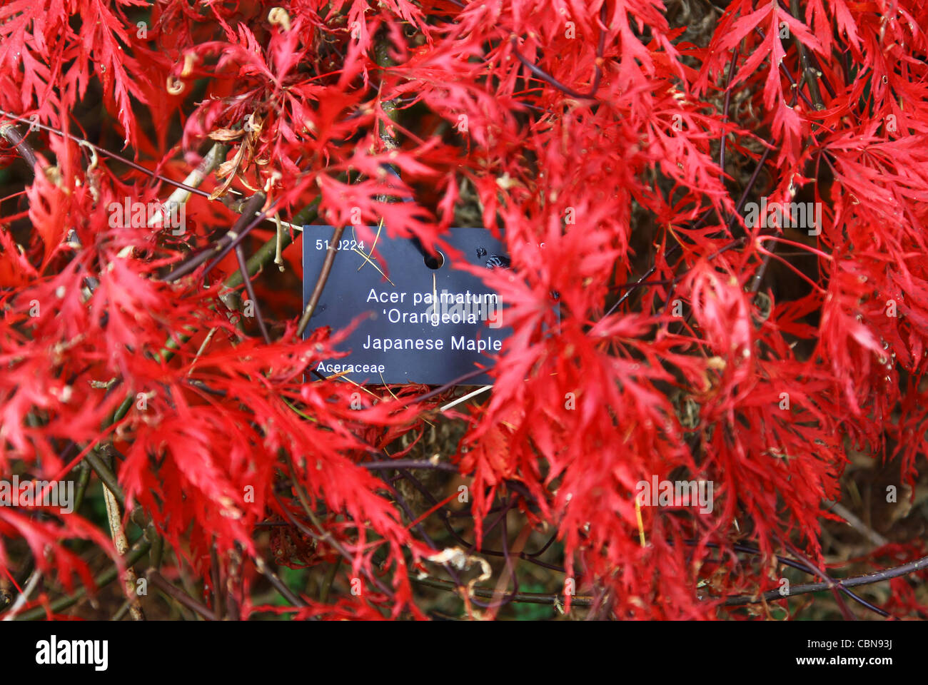 Die roten Blätter von einem japanischen Ahorn Baum Acer Palmatum 'Orangeola' im Westonbirt Arboretum, The National Arboretum Stockfoto