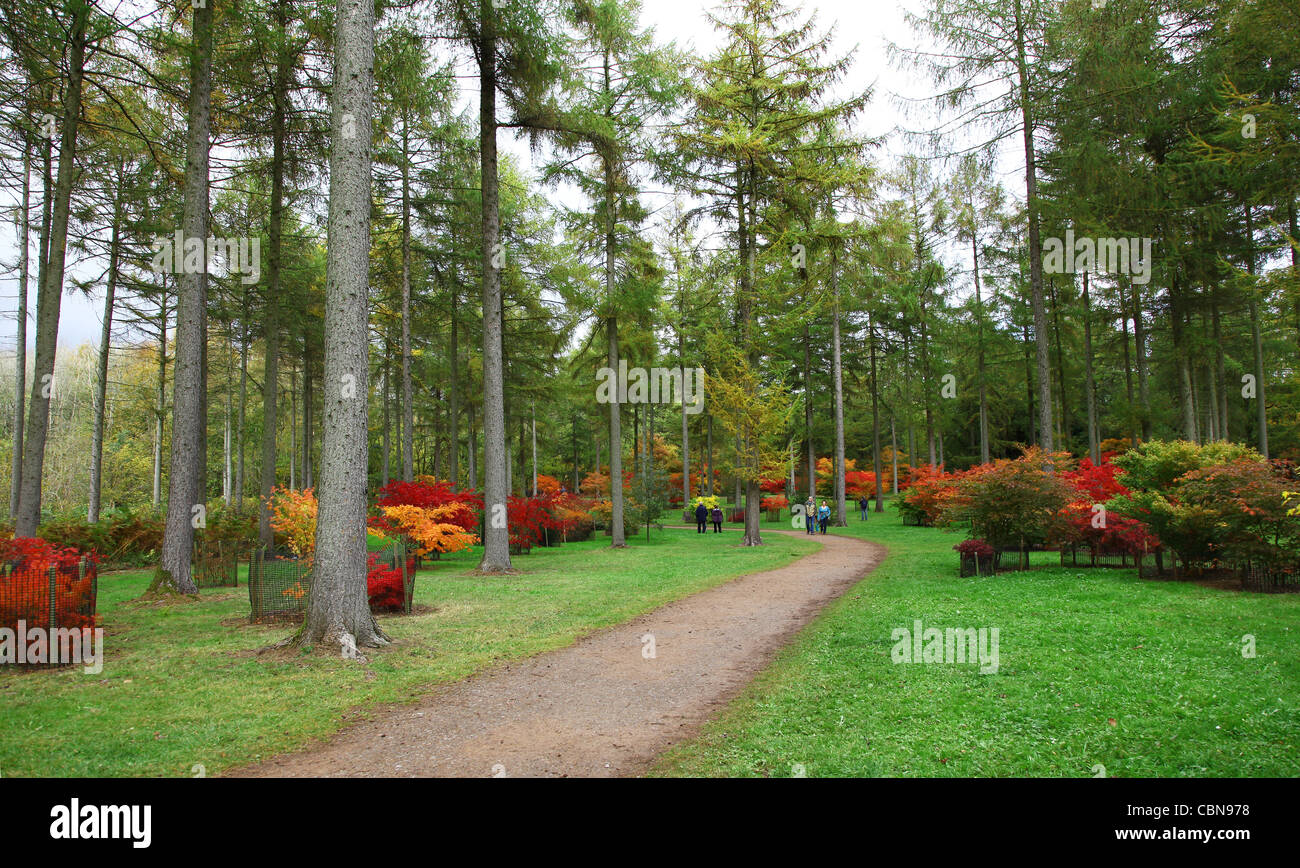 Die nationalen japanischen Ahorn-Kollektion an Westonbirt Arboretum, The National Arboretum, Gloucestershire in England Stockfoto