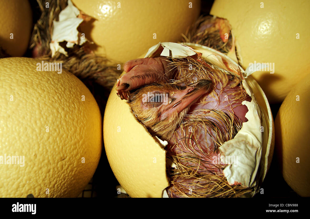 Strauß Küken das Ei schlüpfen Anfang des Lebens, der Geburt Stockfoto