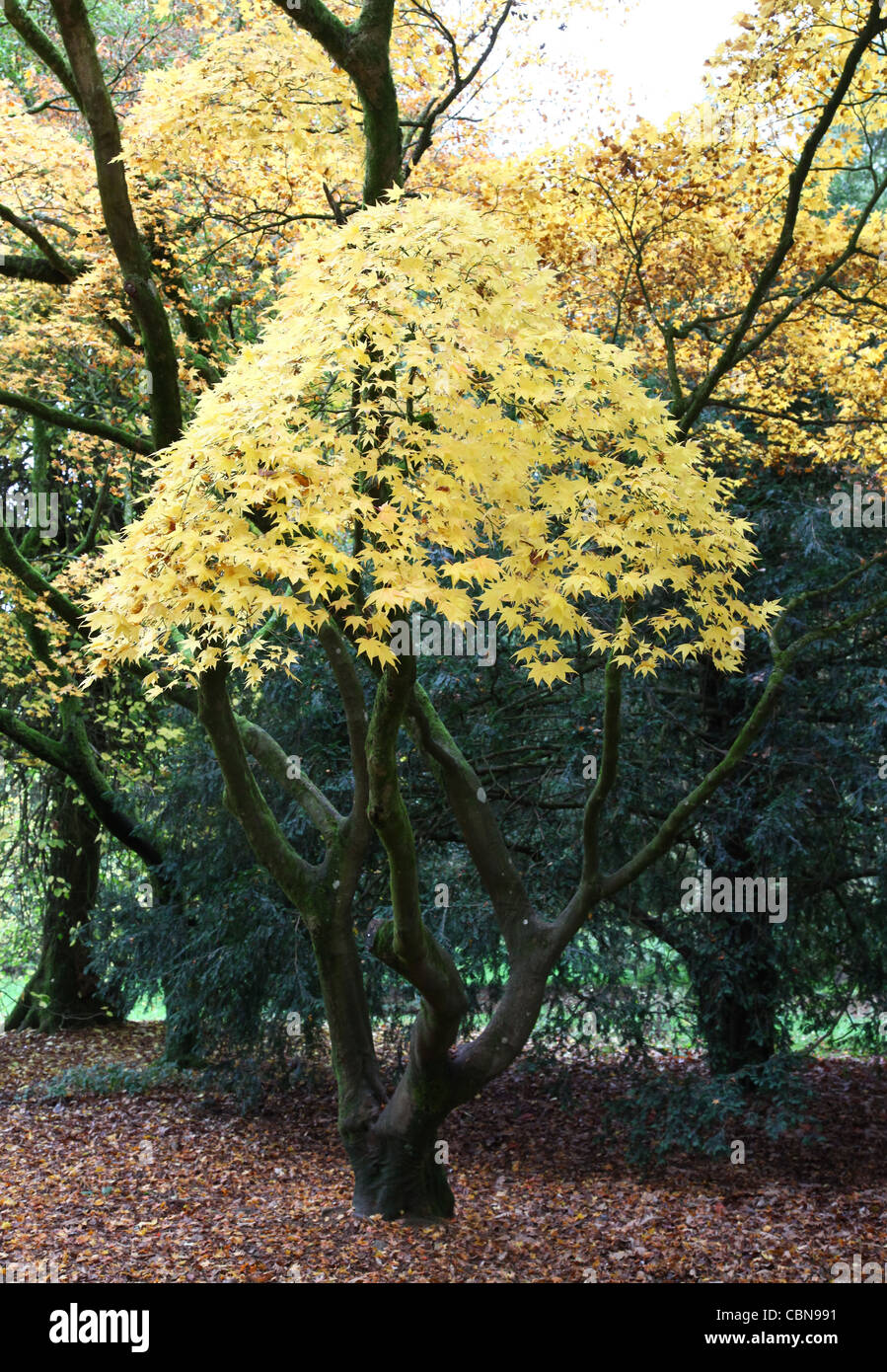 Eine konische grüne Endivie japanischer Ahorn oder Acer Baum an Westonbirt Arboretum, The National Arboretum, Gloucestershire in England Stockfoto